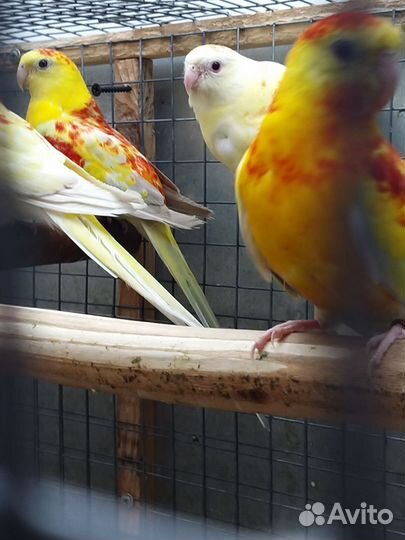 Певчие попугаи