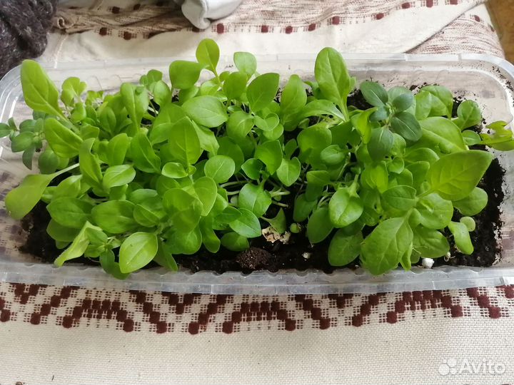 Петунии Калифорнийские гиганты