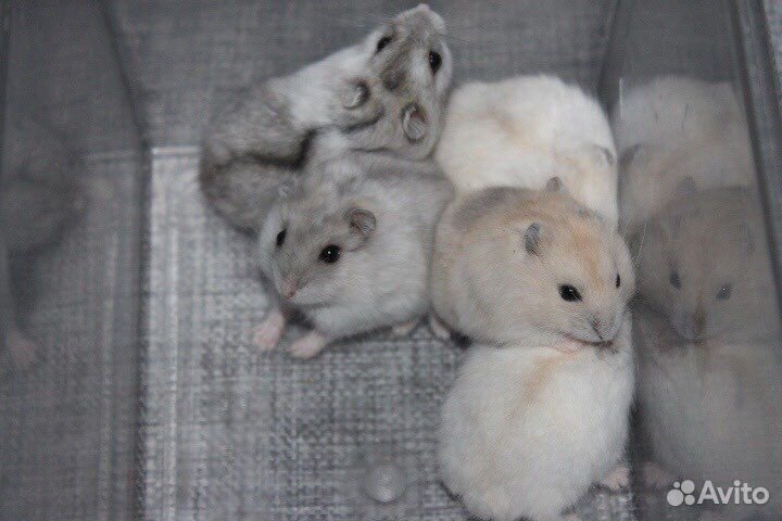 Джунгарские хомячки разных окрасов