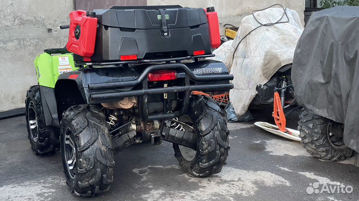 Arctic cat
