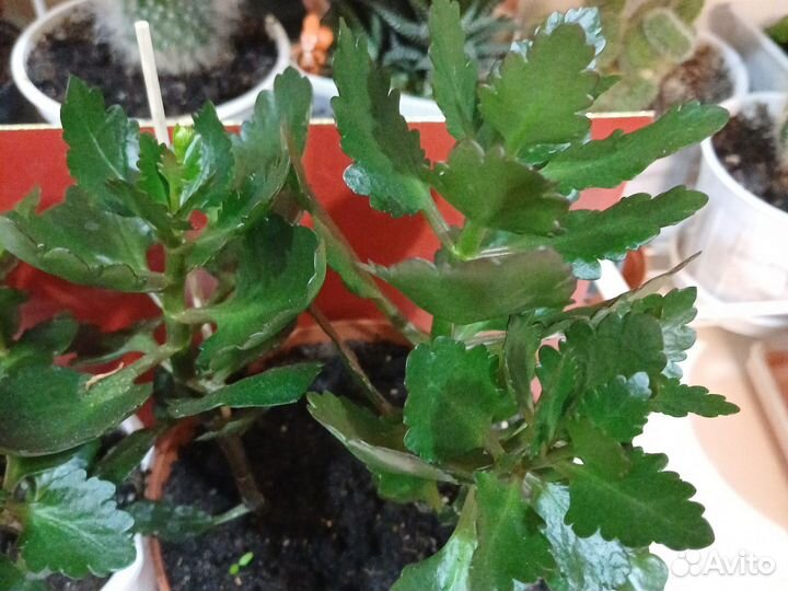 Каланхоэ декоративный