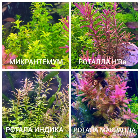 Аквариумные растения