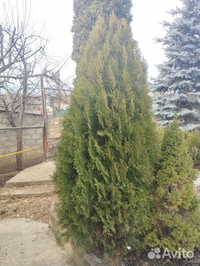 Туя Смарагд Колумна Ель голубая