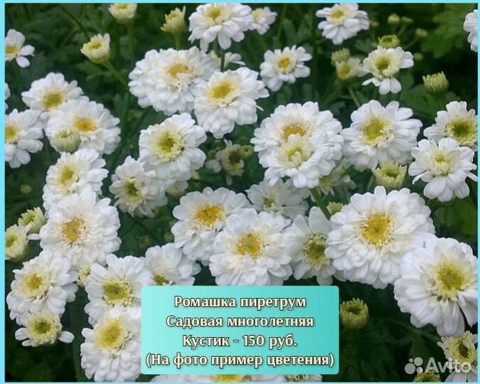 Садовые многолетние растения