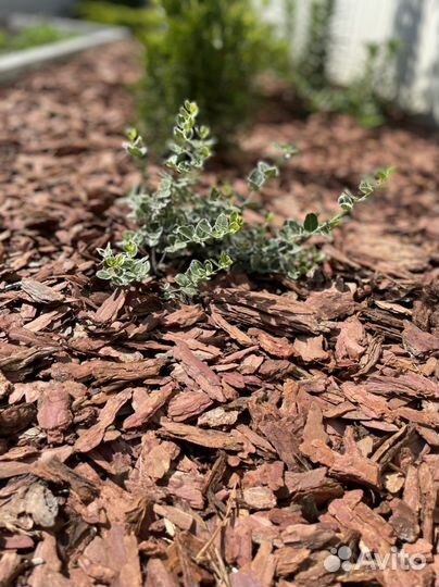 Кора Сибирской лиственницы