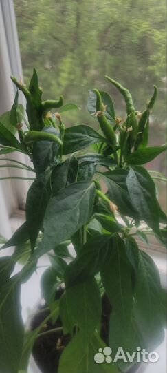 Перец острый