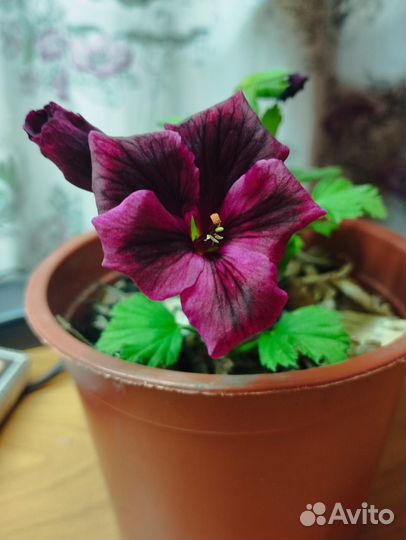 Пеларгония герань