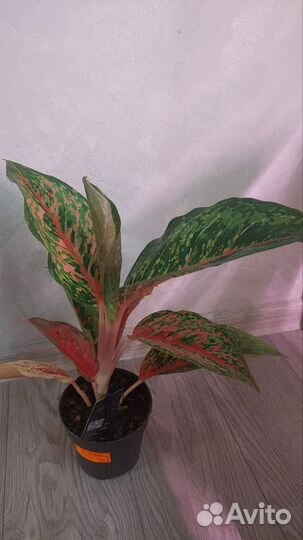 Сортовые аглаонемы, цветы на подарок