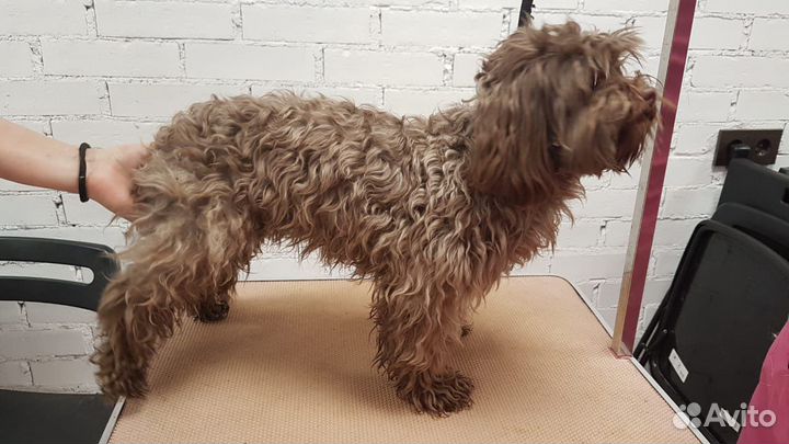 Груминг. Стрижка, вычес котов и собак с выездом