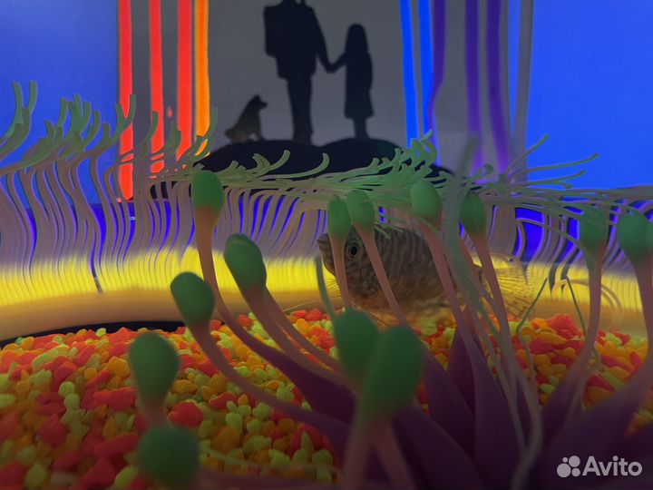 Аквариум, полный набор