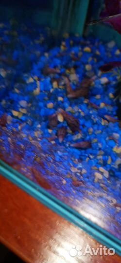 Улитка Мелания для аквариума