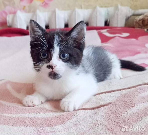 Британская кошка в дар