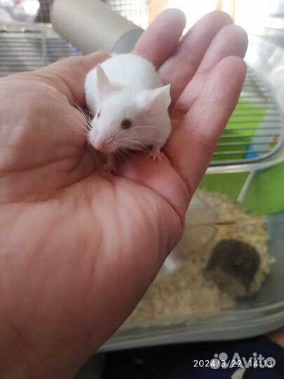 Декоративные мышки- малышки