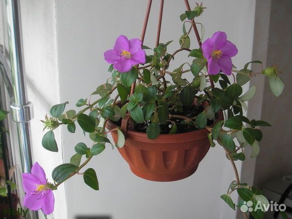 Диссотис, хойя лиза