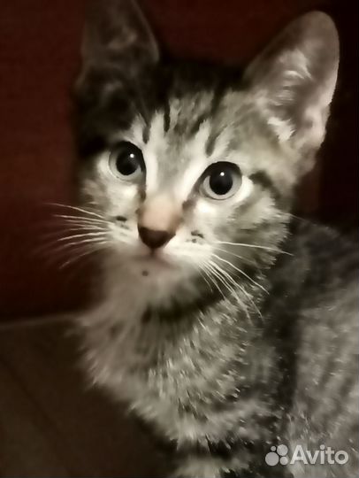 Котенок