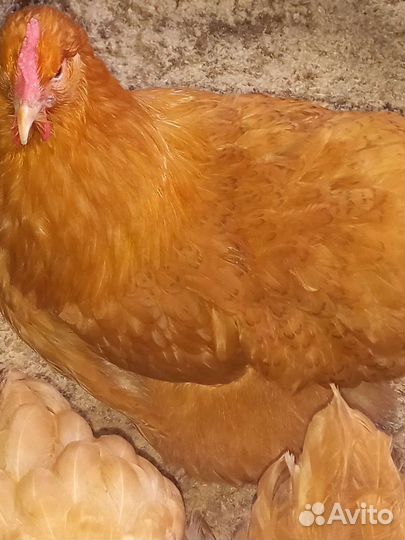 Куры,петухи