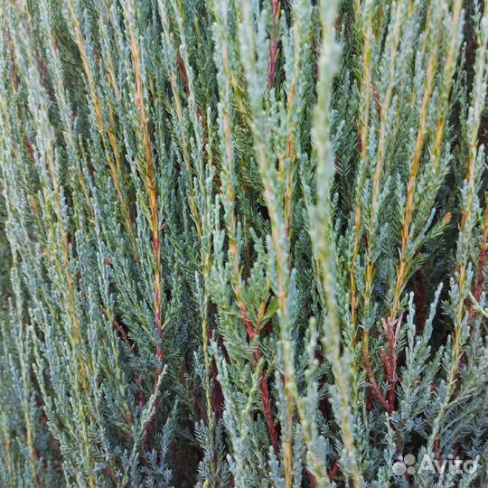 Голубая стрела можжевельник Блю Эрроу и Мунглоу