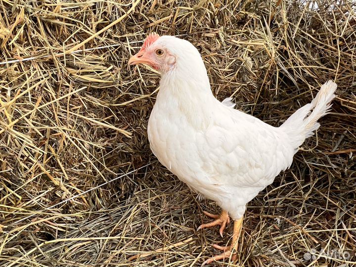 Kуpы нeсушки