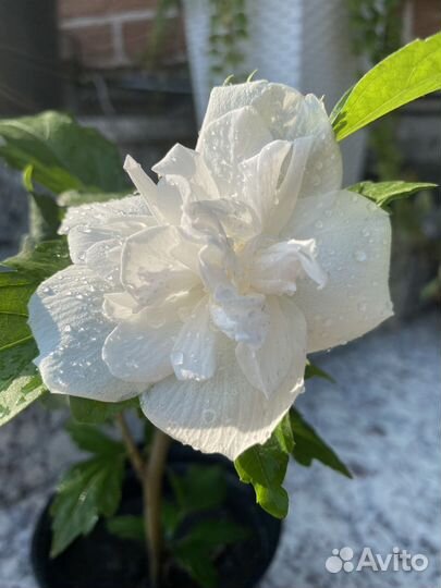 Гибискус белый махровый