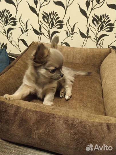 Пошив лежанок для кошки и собаки