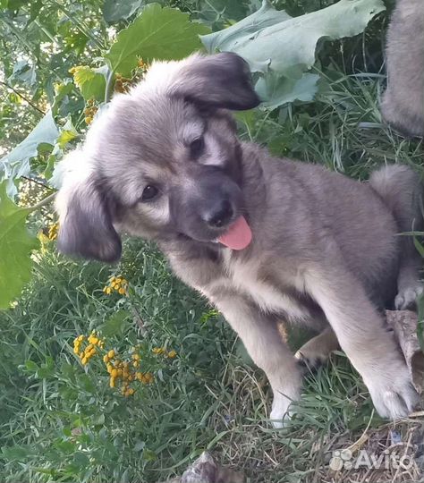 Щенки бесплатно