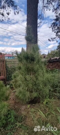 Кедр сибирский