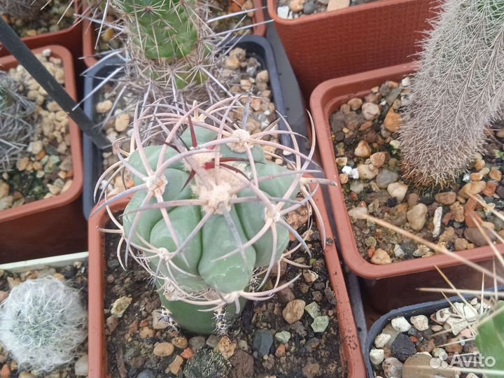 Кактусы и суккуленты