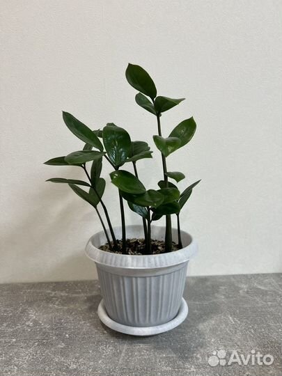 Замиокулькас