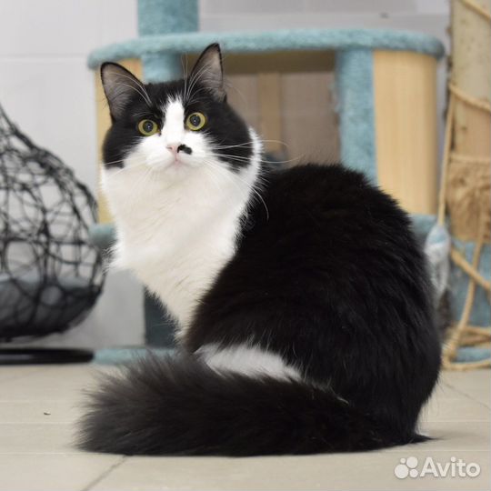 Кошка в добрые руки