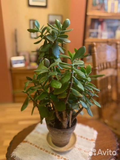 Большое Денежное дерево Толстянка