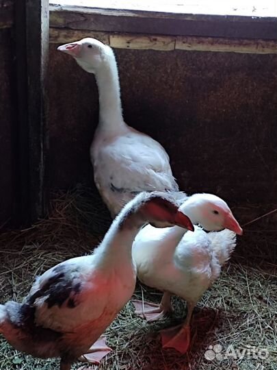 Холмогорские гусята, ия кур смесь