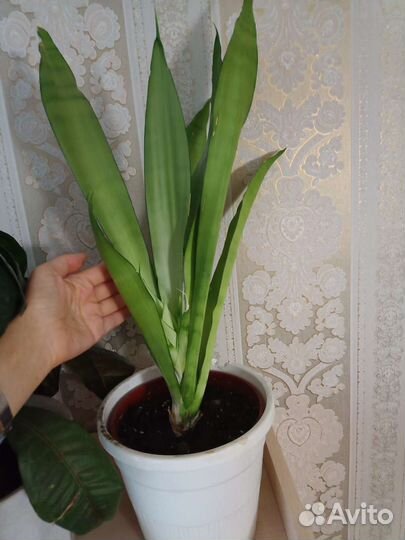 Сансевиерия Silver Queen