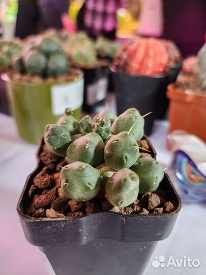 Puna subterranea f. incahuasi