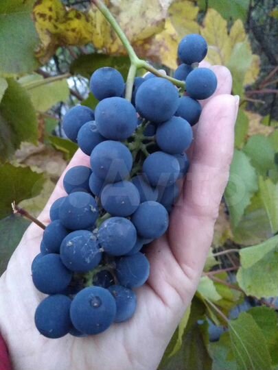 Дача 24 м² на участке 4,7 сот.