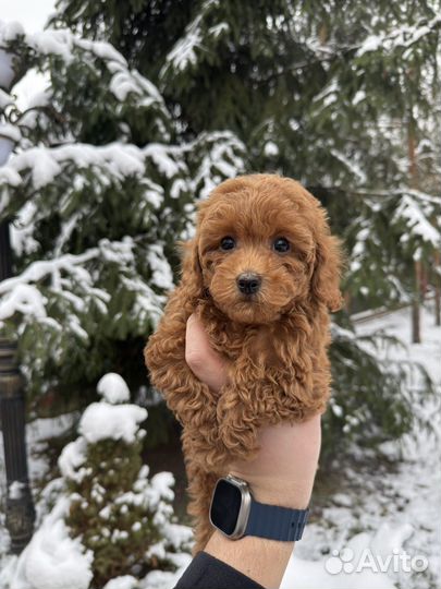 Той-пудель РКФ девочка мини Редбраун