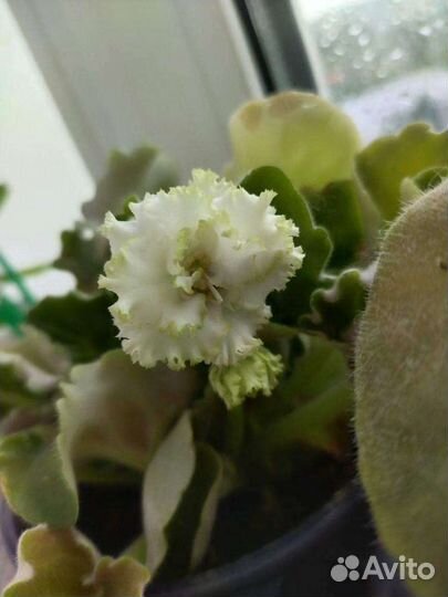 Фиалка сорт Гриня