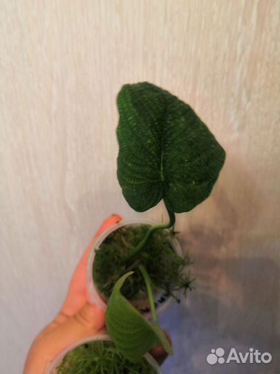 Филодендрон линханони,жёлтая кобра,филодендрон Вай