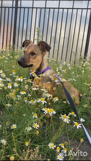 Прелестный щенок девочка