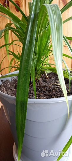 Панданус винтовая Пальма