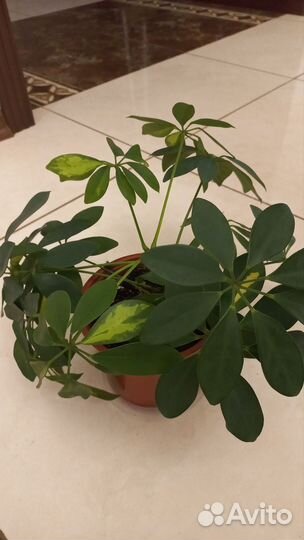 Шеффлера вариегатная