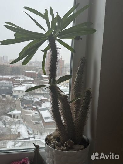 Пахиподиум (мадагаскарская пальма)