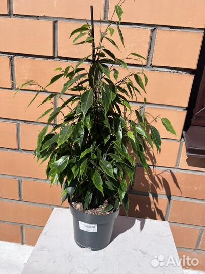 Фикус бенджамина