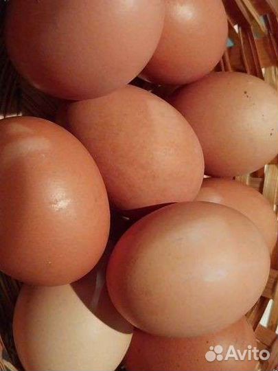 Домашние куриные яйца, огурцы