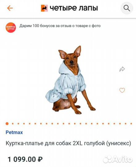 Одежда для собак