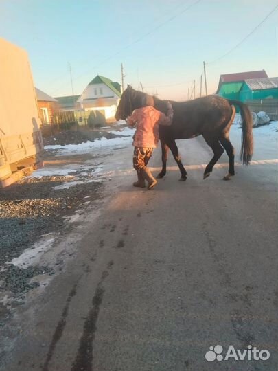 Лошадь Орловская