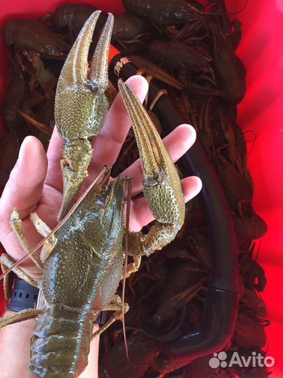 Раки Рыба Крабы