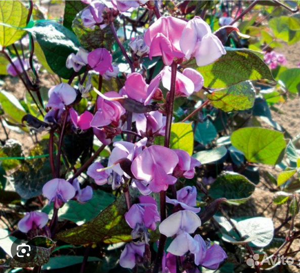 Долихос декоративная фасоль,семена