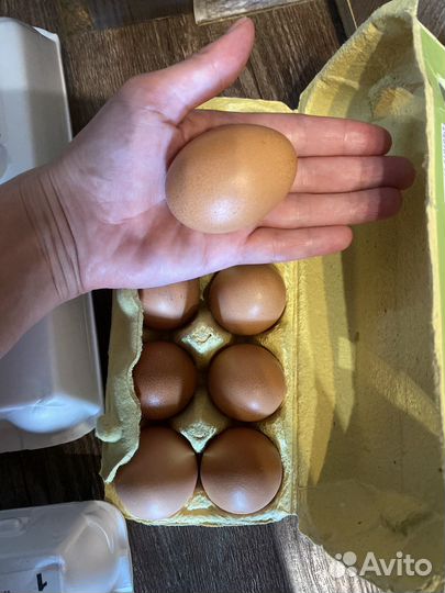 Яйца для инкубации цыплят породы барневельдер
