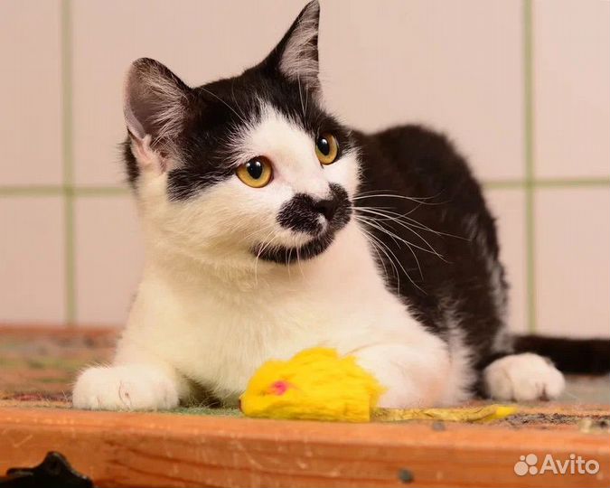 Маленькая кошечка в поисках дома