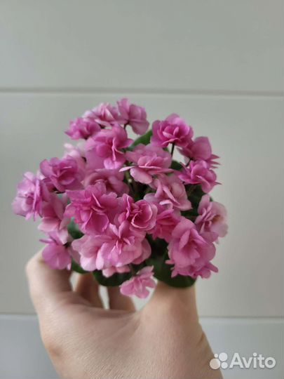 Сортовые фиалки мини/полумини фиалки